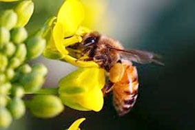 Nghiên cứu não ong 
để phát triển robot biết bay