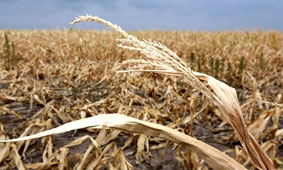 Giá lương thực thế giới tiến gần mức khủng hoảng