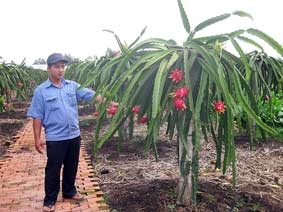 Hấp dẫn mô hình thanh long ruột đỏ