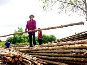 Hái “lộc rừng”