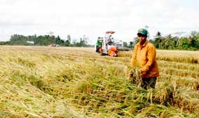 Gỡ khó cho 
“Cánh đồng mẫu lớn”