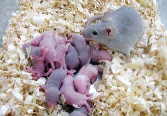 Nuôi dưỡng thành công trứng 
và tinh trùng từ tế bào gốc