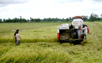 Làm gì để tăng cao thu nhập 
cho người trồng lúa?