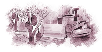 Hai cây mít vườn nhà