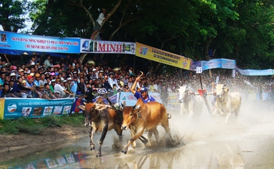 Tưng bừng Lễ hội đua bò Bảy Núi