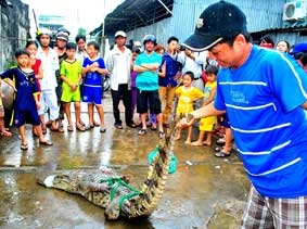 Đã bắt được nhiều con cá sấu xổng chuồng