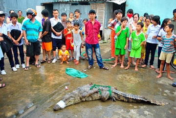CÀ MAU: Đã bắt được 91 cá sấu xổng chuồng