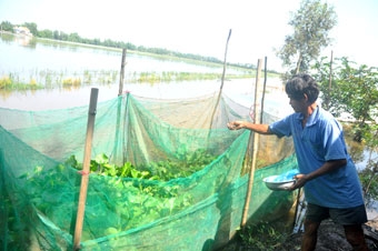 Thành công từ mô hình 
nuôi cá lóc mùa lũ