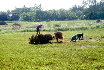 Chuẩn bị tốt cho vụ lúa đông xuân 2012-2013