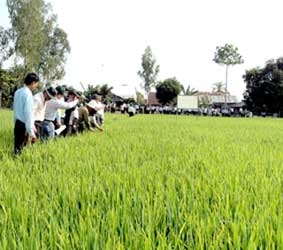 Trên 300 tỉ đồng hỗ trợ triển khai 
khoảng 1.200 mô hình sản xuất