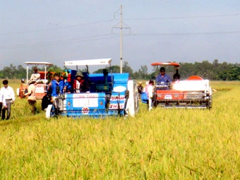 Ai sẽ thay “cò” lúa trong chuỗi giá trị sản xuất lúa gạo?