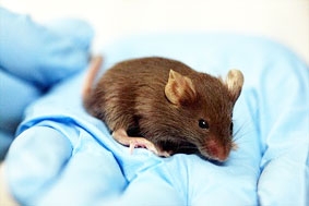 Máu non  chìa khóa ngăn ngừa lão hóa?