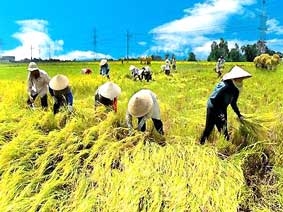 Giá gạo xuất khẩu tăng trở lại