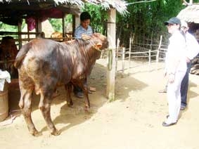 Trợ lực cho nông dân nuôi bò chất lượng cao