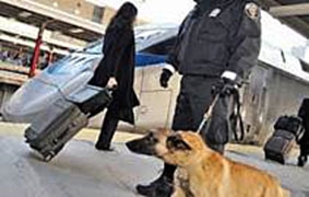 Phát triển thiết bị phát hiện chất nổ thay thế chó nghiệp vụ