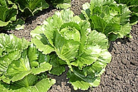 Có thể chữa bệnh mãn tính nhờ ăn rau củ?