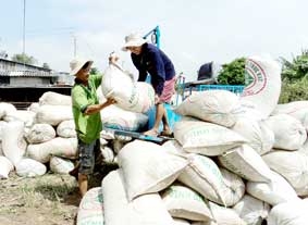 CÁNH ĐỒNG MẪU LỚN <br>
Giải quyết hài hòa bài toán lợi nhuận trong chuỗi sản xuất lúa