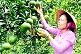 Giải quyết căn cơ bài toán 
“liên kết” giữa các địa phương