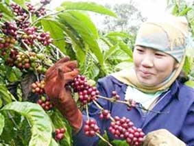 Giữ vững vị trí số một trong xuất khẩu cà phê