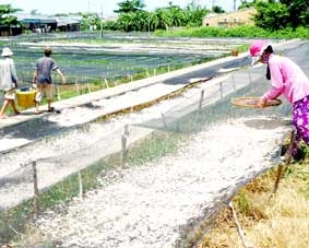 Trúng mùa con ruốc