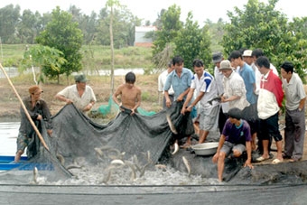 Nhiều thương hiệu “đặc sản” ở Kiên Giang đang gặp khó !