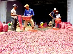 Kỳ vọng hành tím Vĩnh Châu