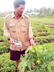 Rau màu thiệt hại nặng do phun thuốc không theo hướng dẫn