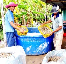 Chuyện nuôi tôm ở HTX Hòa Nghĩa