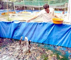 Nuôi ếch vụ nghịch thu nhập cao