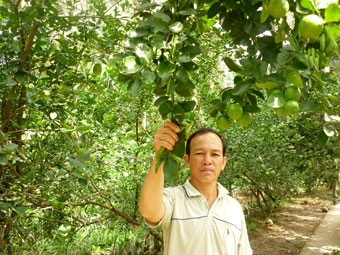 Chanh bị thiệt hại nặng 
vì sâu đục vỏ trái