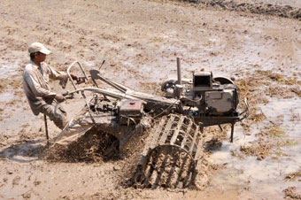 Chủ động xuống giống 
vụ lúa đông xuân