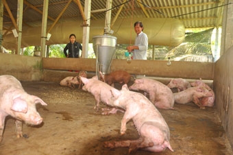 Heo chết đột ngột, chưa rõ nguyên nhân