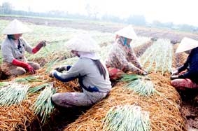 Nhiều bất cập từ sản xuất rau, màu