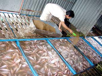 Khi con cá điêu hồng
qua cơn “bĩ cực”