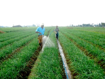 Sóc Trăng: Hiệu quả mô hình trồng hành tím trên bờ ao vuông tôm