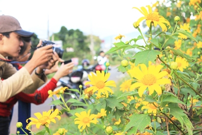 Đi Đà Lạt ngắm dã quỳ