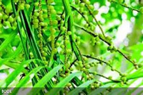 Cà phê xanh giúp giảm cân