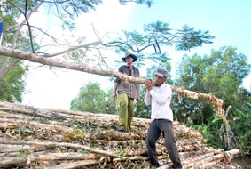 CÀ MAU: Tràm rớt giá