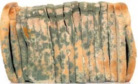 Công nghệ mới giữ bánh mì ngon đến... 2 tháng