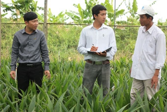 Cây dừa dứa 
ở vùng U Minh Thượng