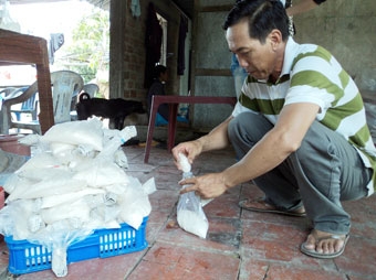 Sử dụng nấm xanh 
trong phòng trừ sâu, 
rầy hại lúa