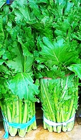 Vị đắng cải mèo