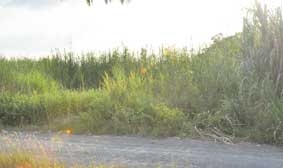 Bao giờ có trường học cho trẻ?