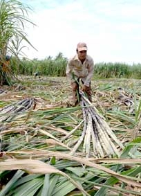 Buồn, thương cây mía Thới Bình...