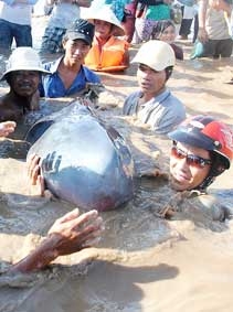 Giải cứu cá voi nặng trên 600kg mắc cạn