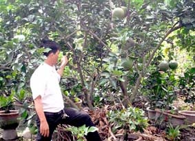 Giá cả trái cây Tết vẫn là ẩn số