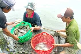 Vào vụ thu hoạch cá bổi