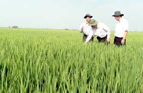 TP Cần Thơ hướng đến <br> 

<i>“Nền sản xuất nông nghiệp sạch, tăng trưởng xanh”</i>