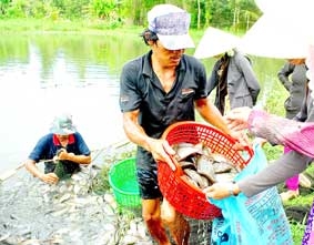 Nông dân “héo ruột” chờ giá tăng