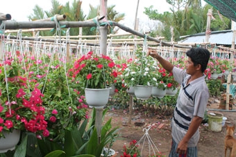 Đa dạng chủng loại hoa kiểng Tết